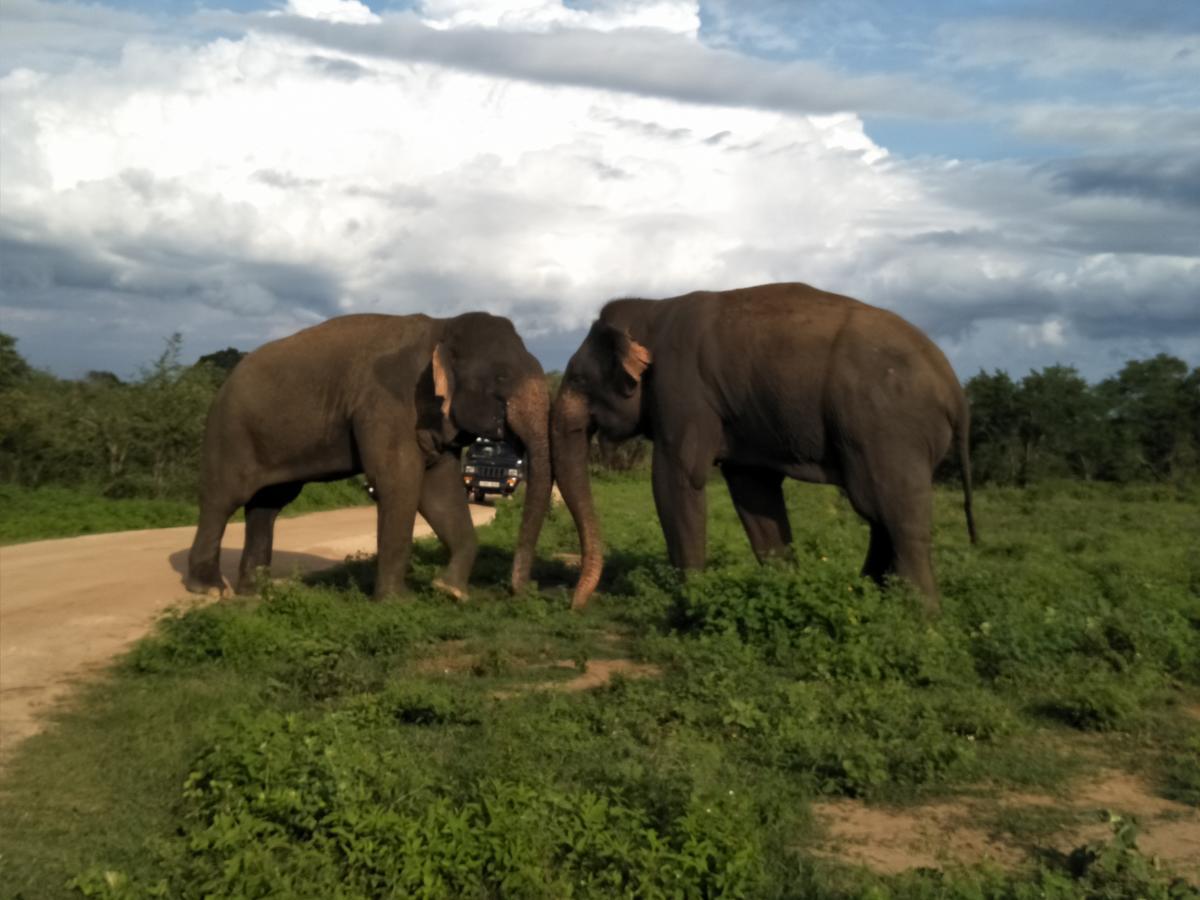 Chill House Safari Resort Udawalawe Ngoại thất bức ảnh